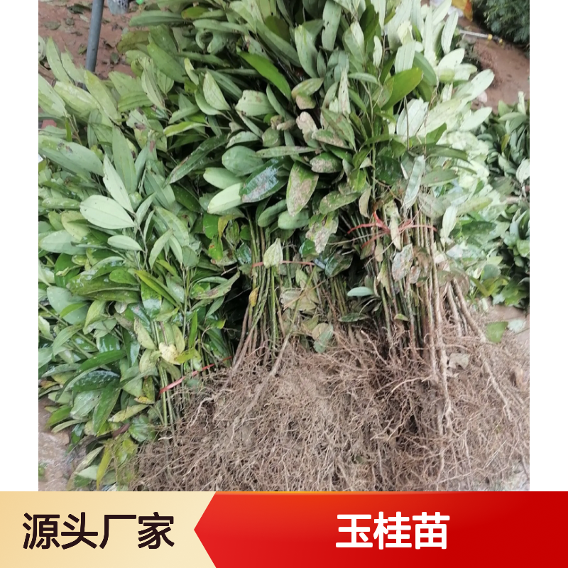 玉桂苗基地直供 含油足香气浓 苗木健壮 品质优良