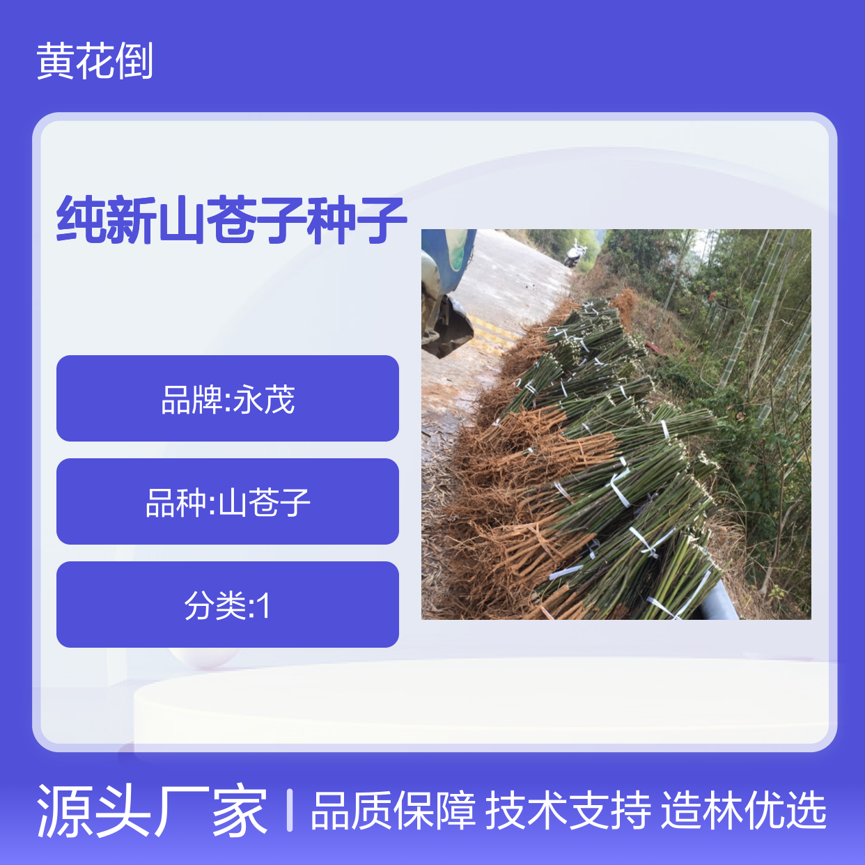 纯新山苍子种子 造林优选 免费技术指导 现货充足