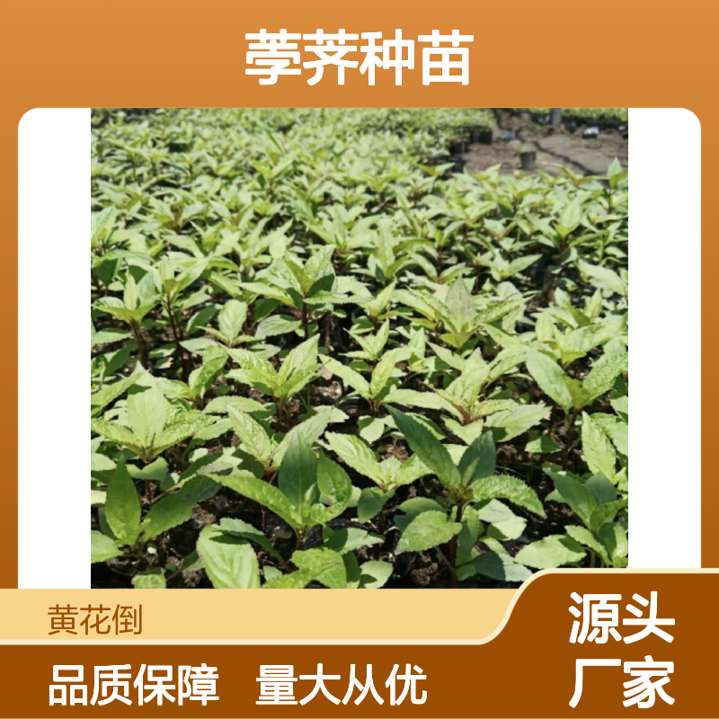 山荸荠种苗 特色种植 高产红参果 营养丰富 市场稀缺