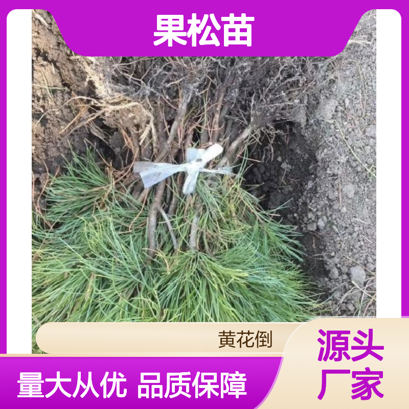 产地直供果松苗 园林种植优选 一手货源 适应性强