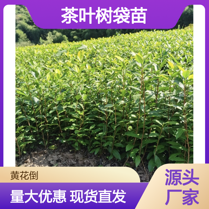 茶叶树袋苗现货 常绿灌木精品 专业培育 种植悠久