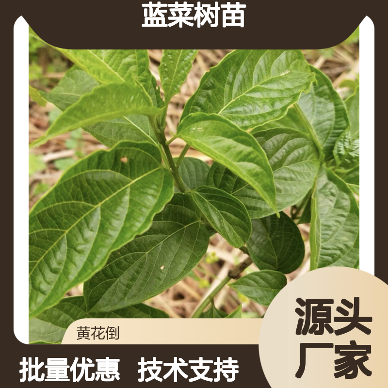蓝菜树苗 批发种植 畦田条播