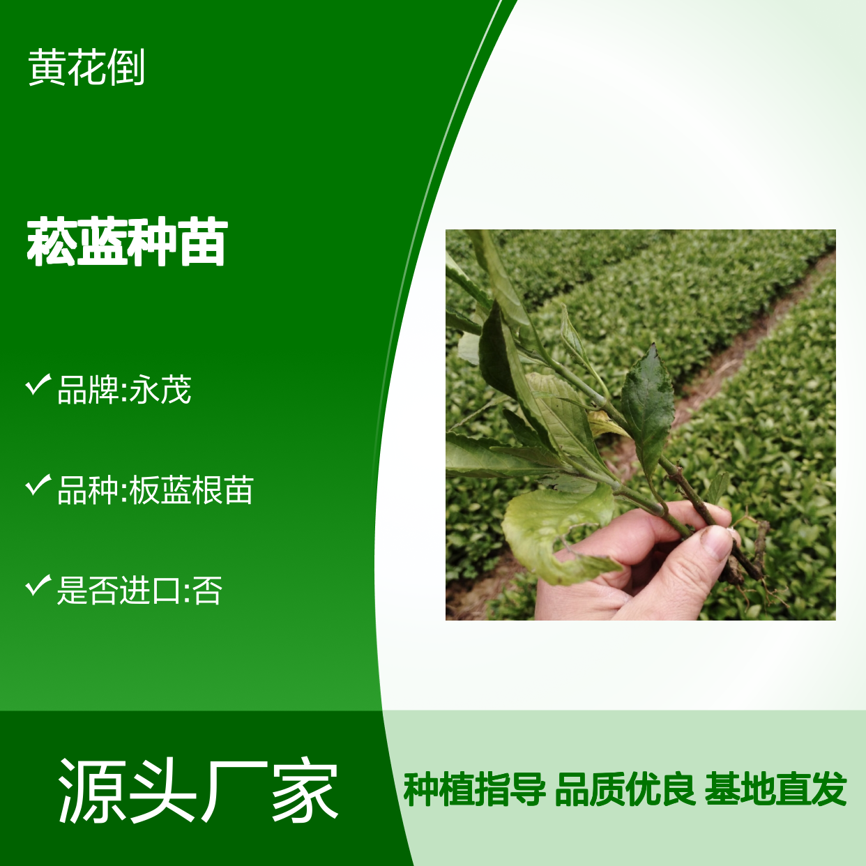 优质菘蓝种苗 栽培指导 基地直发 适应性强 生长旺盛