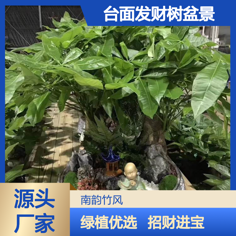大展宏图 精品盆栽发财树 艺术化高档绿植 台面发财树盆景 南韵竹风