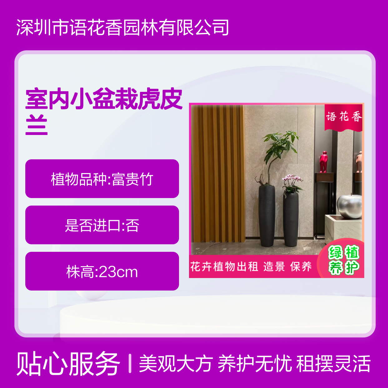室内小盆栽虎皮兰 绿植盆栽组合租赁 打造有氧办公生活环境
