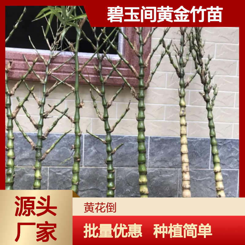 碧玉间黄金竹苗 批发种植 四季常青 速生型草 挺拔修长