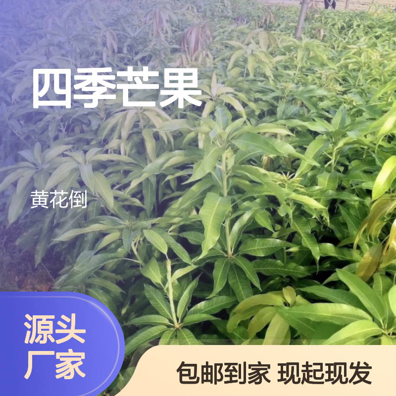 现起现发四季芒果直生树苗 送货上门包邮 欢迎来电洽谈经验分享