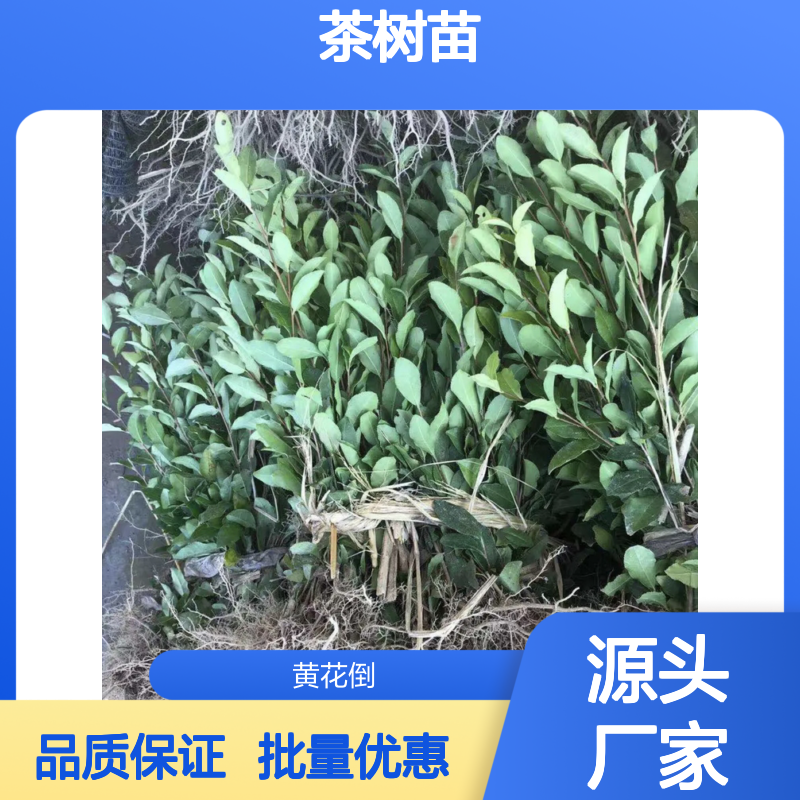 金冠茶百亩基地 优质茶树苗批发 种植专业 供应稳定