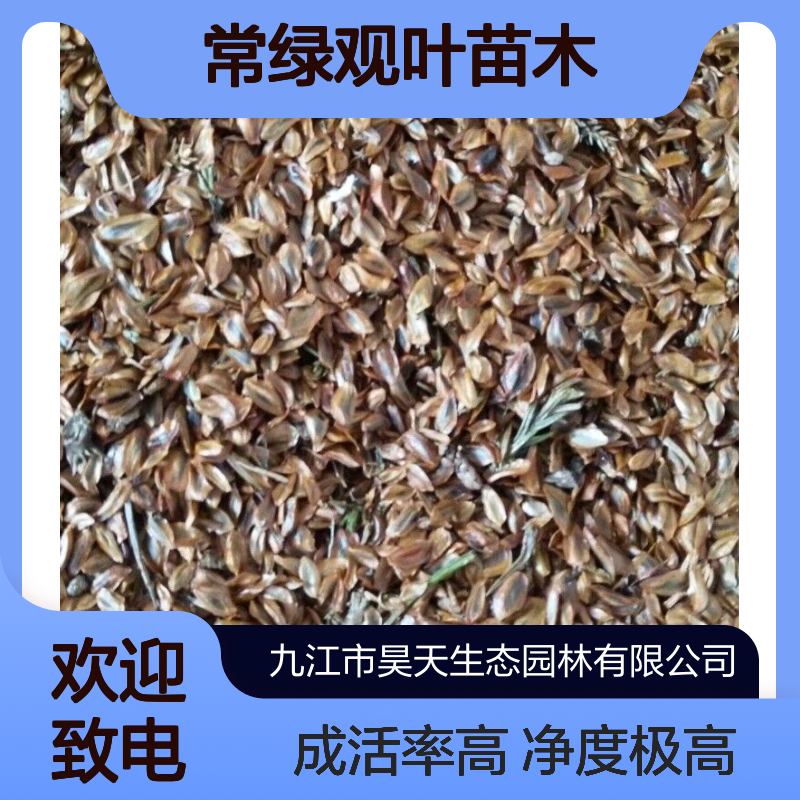 优质柳杉种子 净度99%成活率高 常绿观叶种苗 露地栽培造林优选
