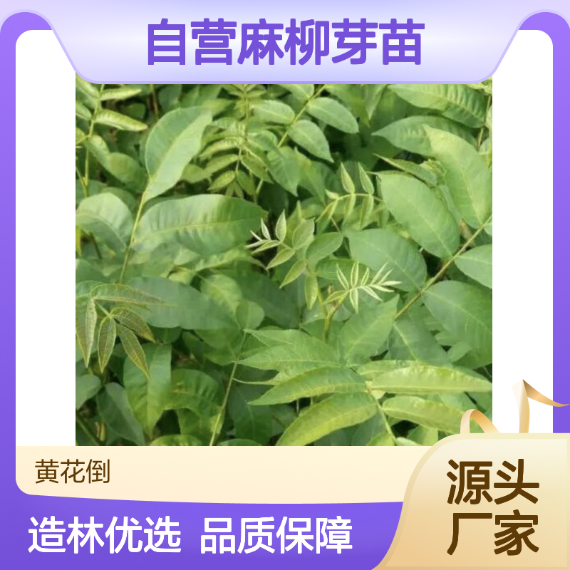 苗木合作社自营麻柳芽苗 提供种植技术 根系发达