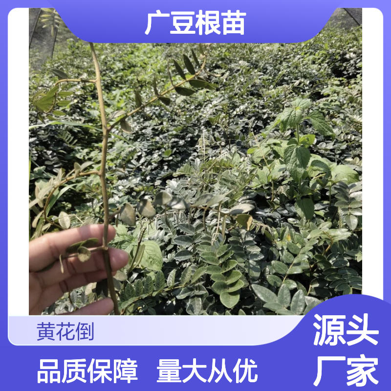 广豆根苗 百亩种植园直供 品质保证 正宗产地 采收适时