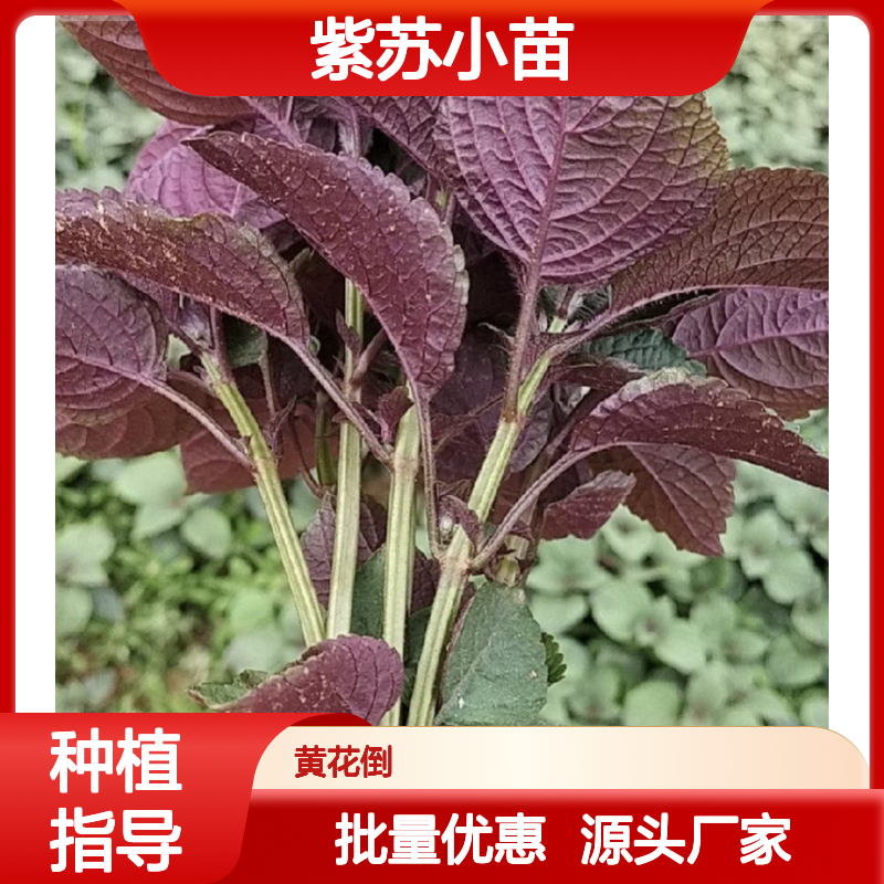 紫苏小苗批发 种植技术成熟 品质优良 产量丰富