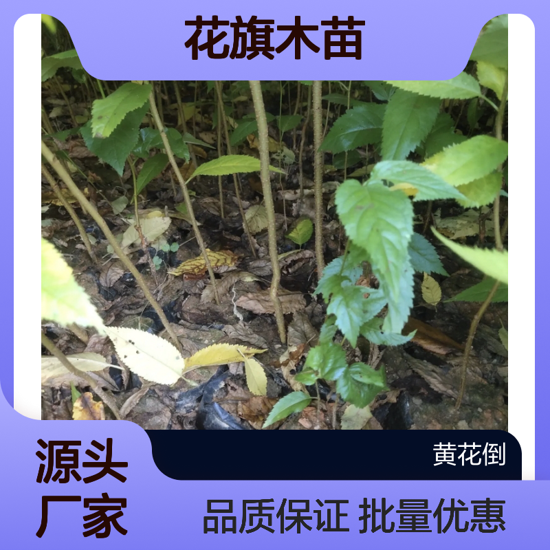花旗木苗 百亩种植区直供 绿化优选 生长旺盛 易于成活