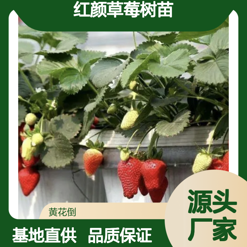红颜草莓树苗 批发基地直供 早熟增产 果实优质