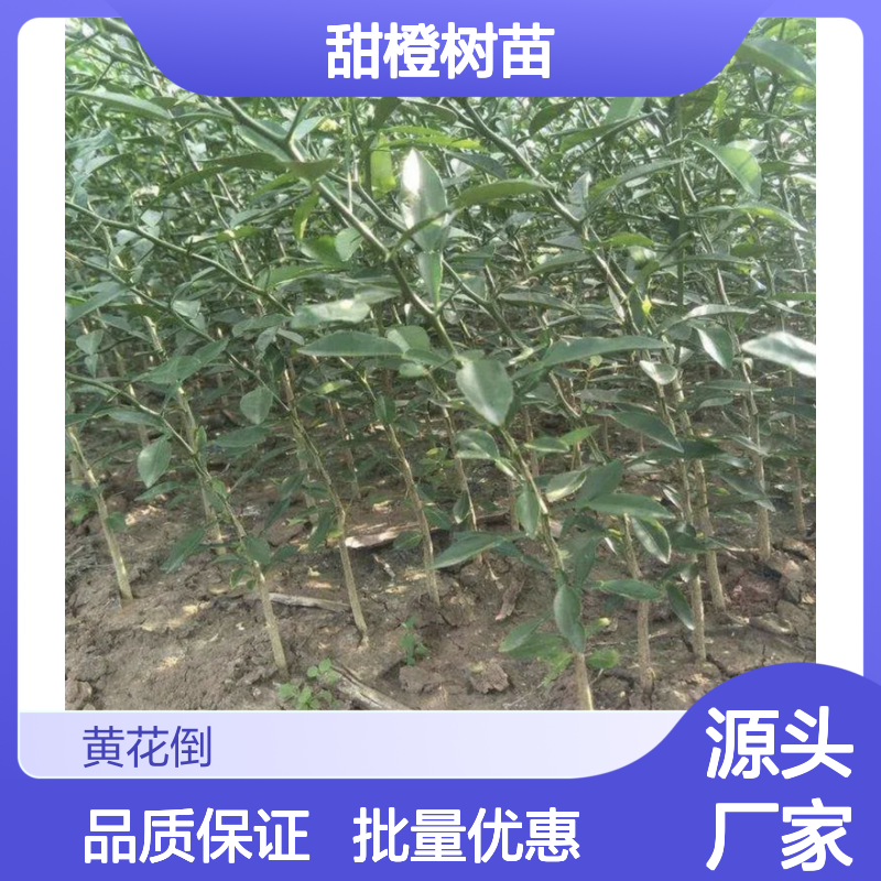 甜橙种植园 优质脐橙树苗 批量供应 经济寿命长