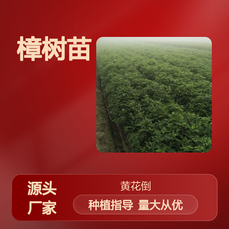 精选樟树苗 园林植物常绿乔木 基地直供 品质优良