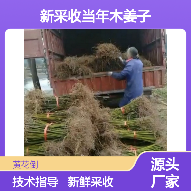 新采收当年木姜子种子 苗木合作社自营免费技术指导