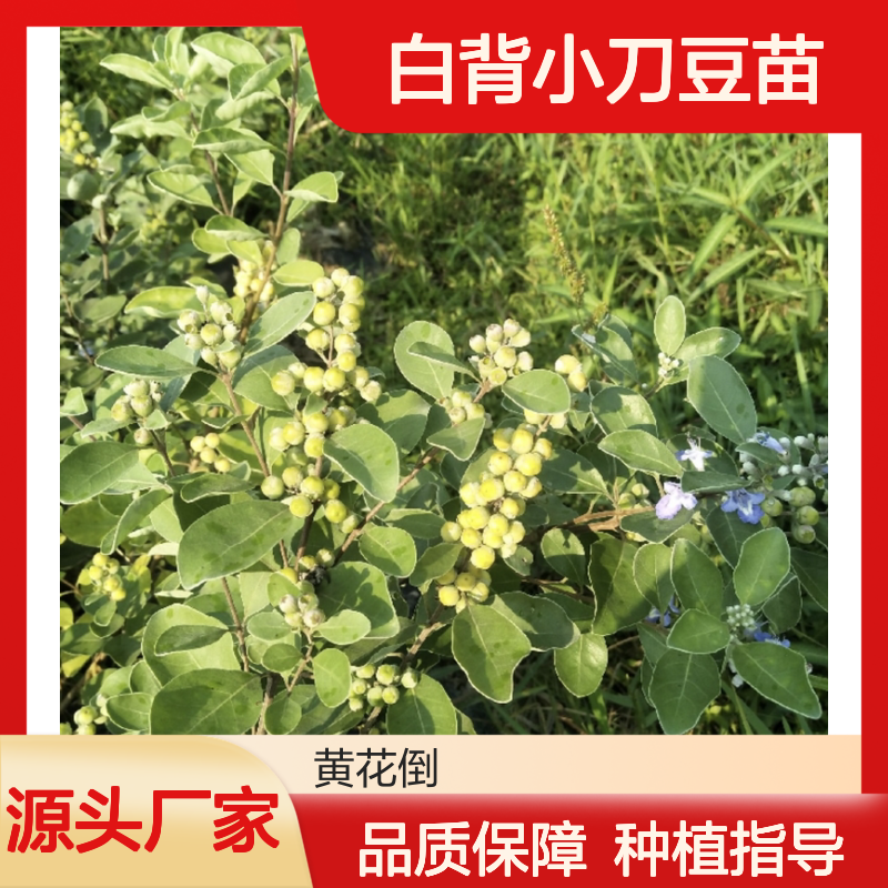 白背小刀豆苗 耐盐碱常绿灌木 生长迅速 管理简单
