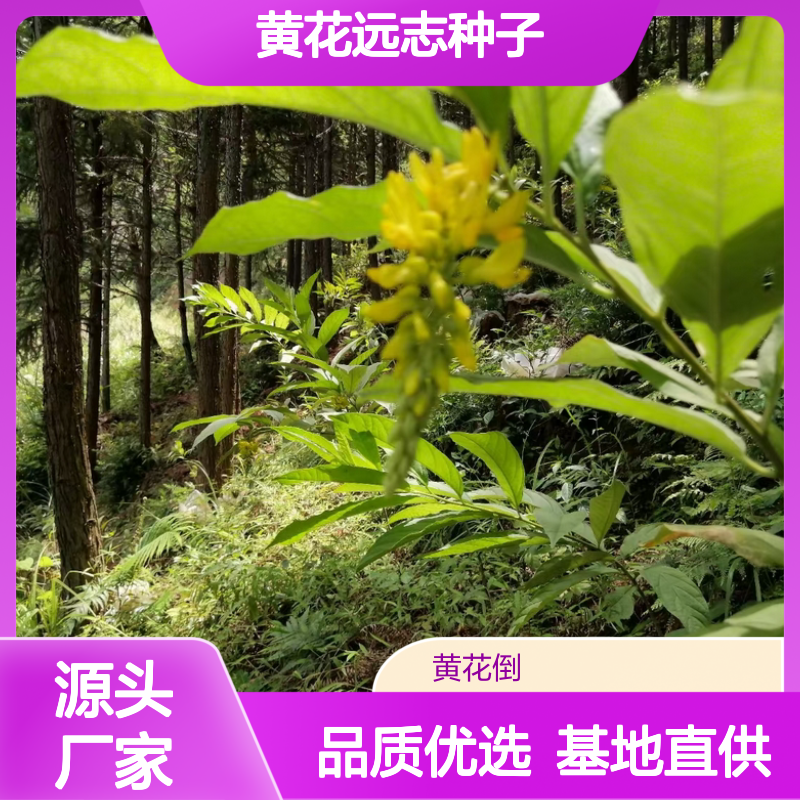 黄花远志种子 批发零售 盆栽优选 枝叶繁茂 生长迅速
