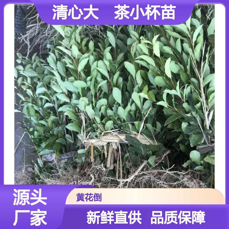 清心大冇茶小杯苗 现起现发保证新鲜 品质优良