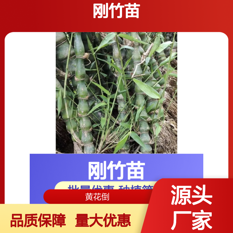刚竹苗基地直供 园林绿化竹苗 生长迅速 适应性强