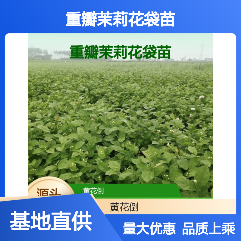 重瓣茉莉花袋苗 基地直供 批发优选 品质保证 生长旺盛