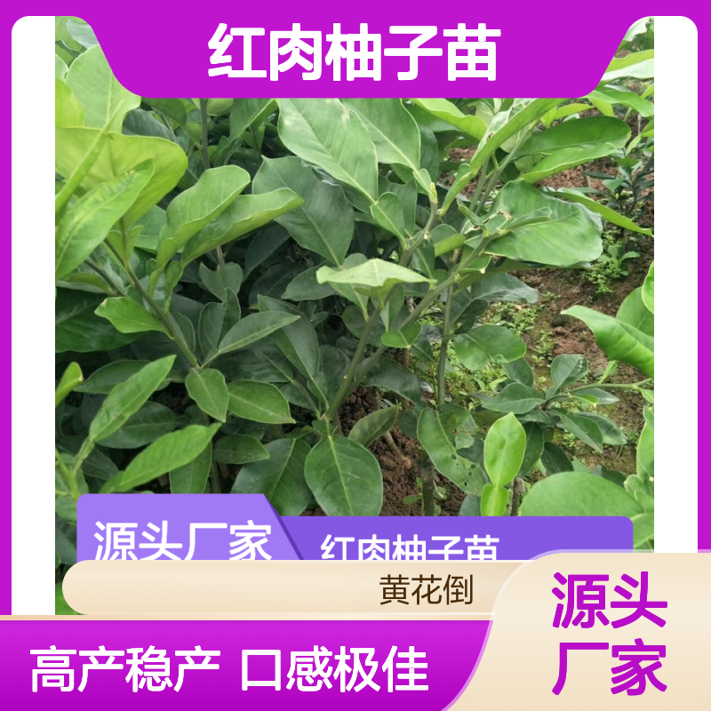 红肉柚子苗 百亩种植园直供 高产稳产 口感极佳