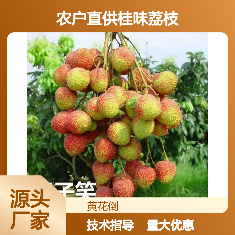 农户直供桂味荔枝树苗 附带种植技术 正品保障