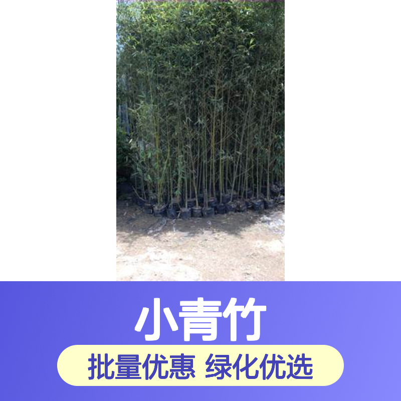 小青竹批发 庭院绿化优选 5米高竹 景观必备 品种丰富