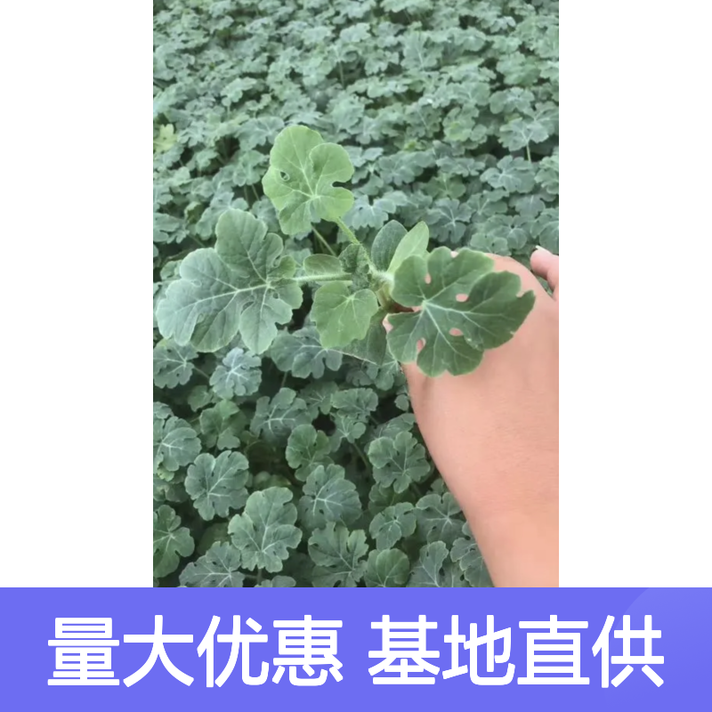 华蜜冠龙苗 百亩基地直供 品质优良 产量稳定 口感极佳