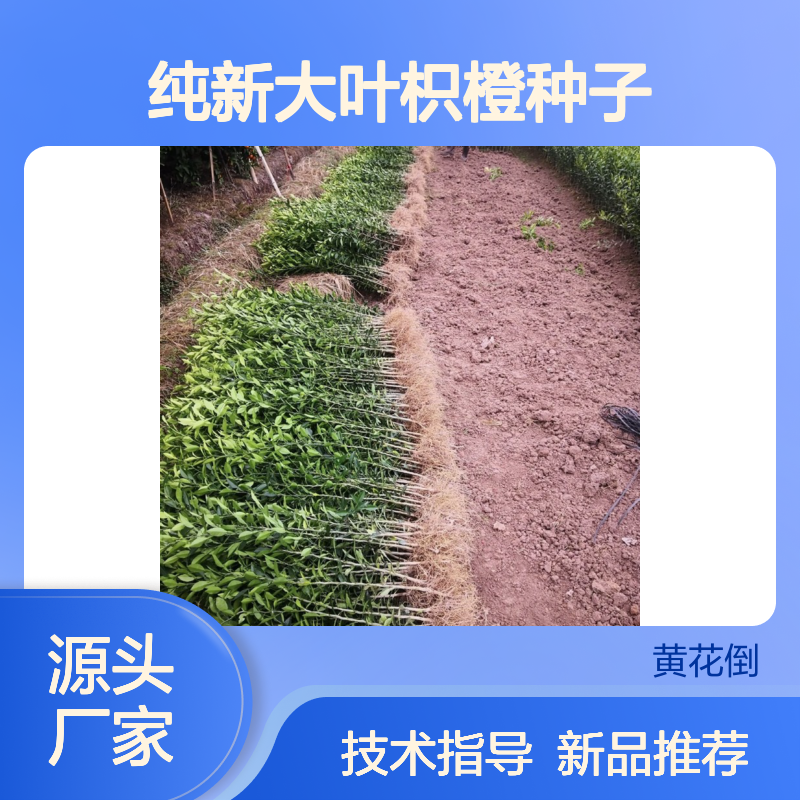当年纯新大叶枳橙种子 苗木合作社自营免费技术指导