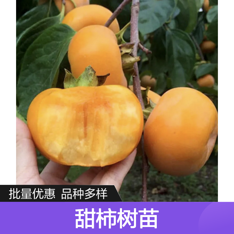 甜柿种植区优质甜柿树苗 批量供应 果形丰富 高产稳产