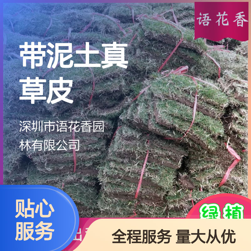 四季常青草坪 带泥土真草皮 耐寒护土 公园绿化优选草皮