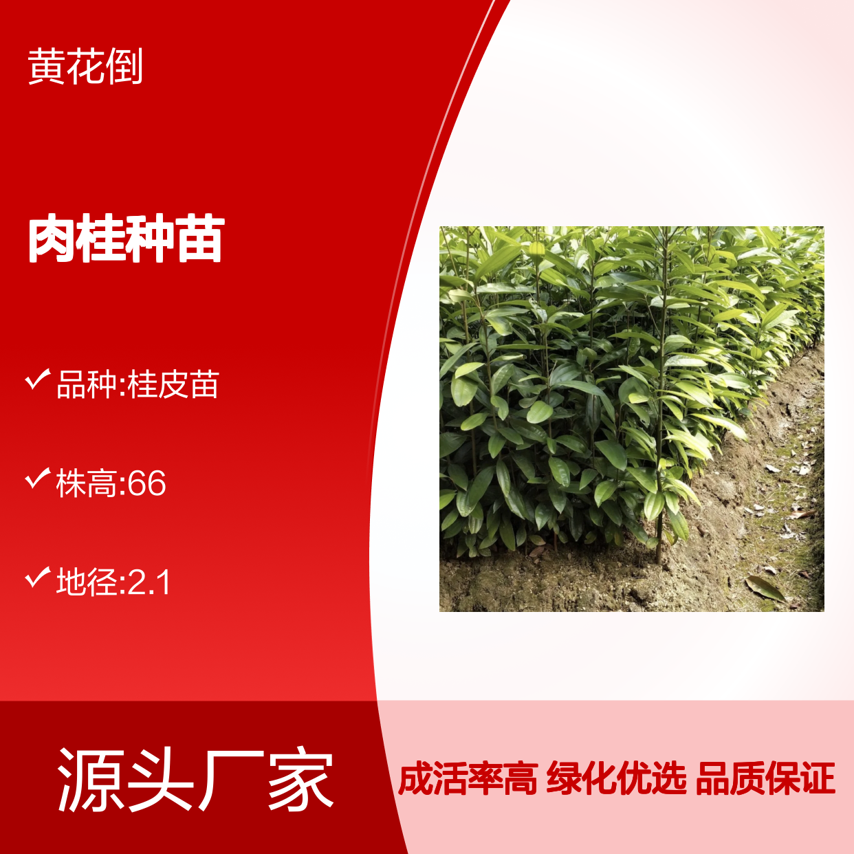肉桂种苗 驳根繁殖 高成活率 材质优良 四季常绿