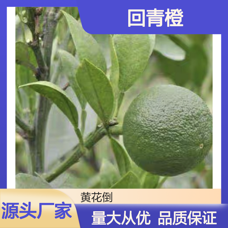 回青橙种苗 批发供应 百亩种植区直供 管理简单