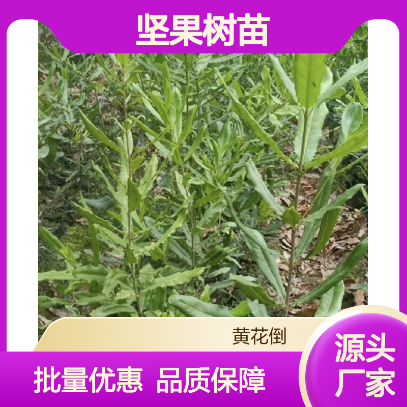 澳洲坚果树苗 种植主产区直供 管理简单 适应性强