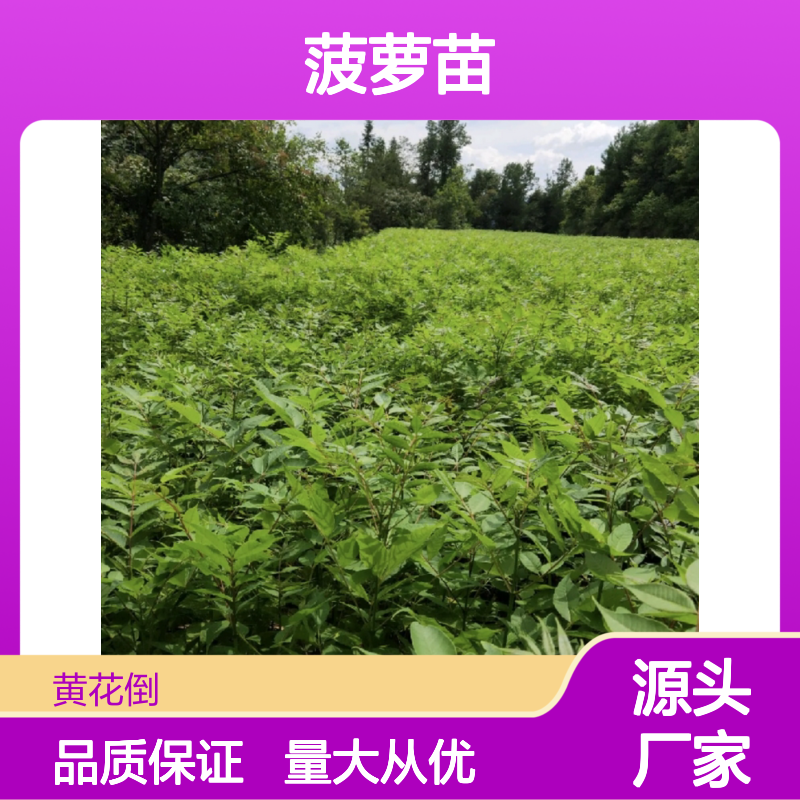 黄菠萝苗种植基地 直供优质树苗 栽培简单 成活率高