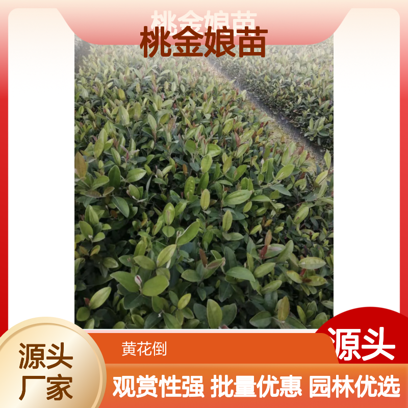 桃金娘苗 观赏植物 种植区直供 批发优选 生长旺盛