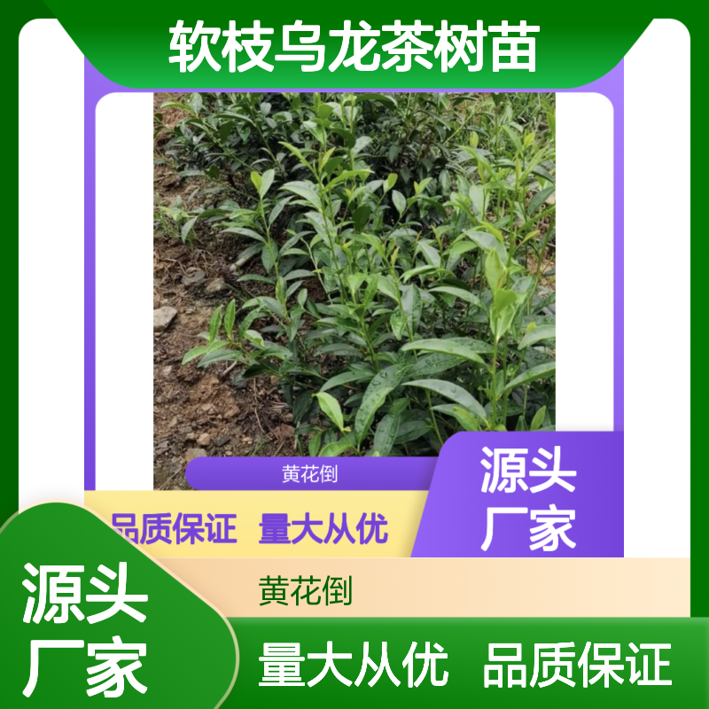 软枝乌龙茶树苗 纯种品质优良 科学培育 适应性强