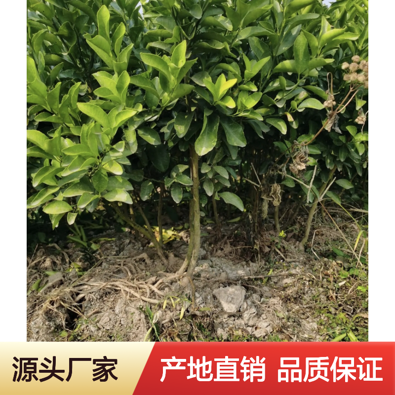 砂糖桔树苗 批发供应 果园直供 口感细腻 鲜甜无渣