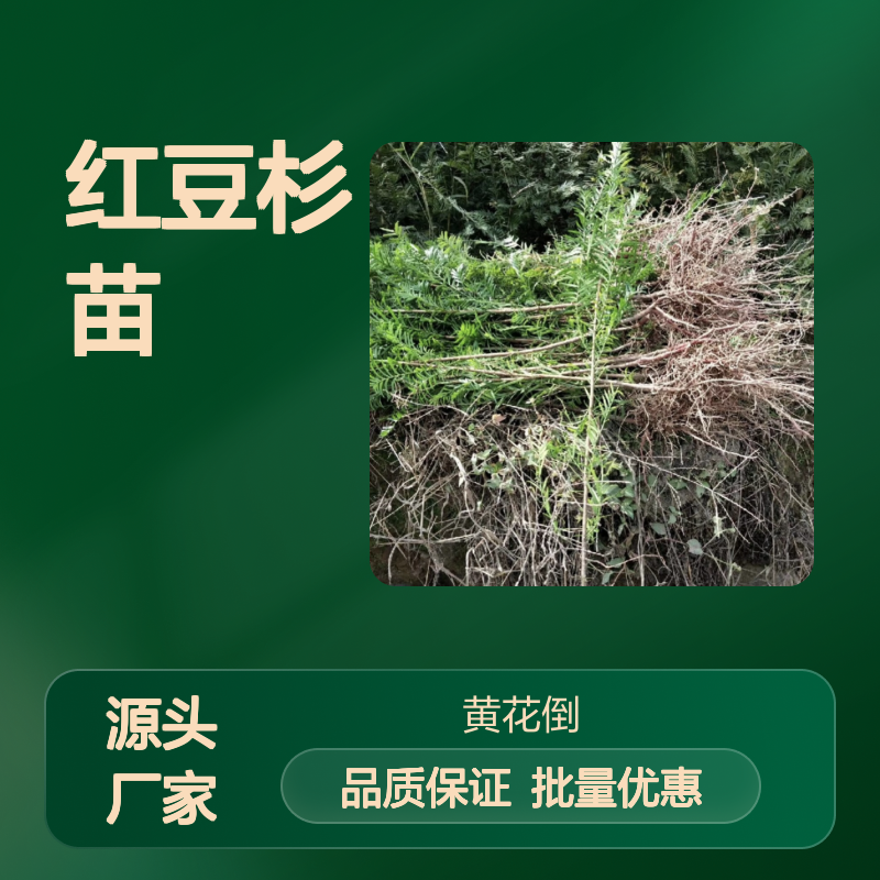 珍稀红豆杉苗 基地直供 批发种植 生长旺盛 园艺优选