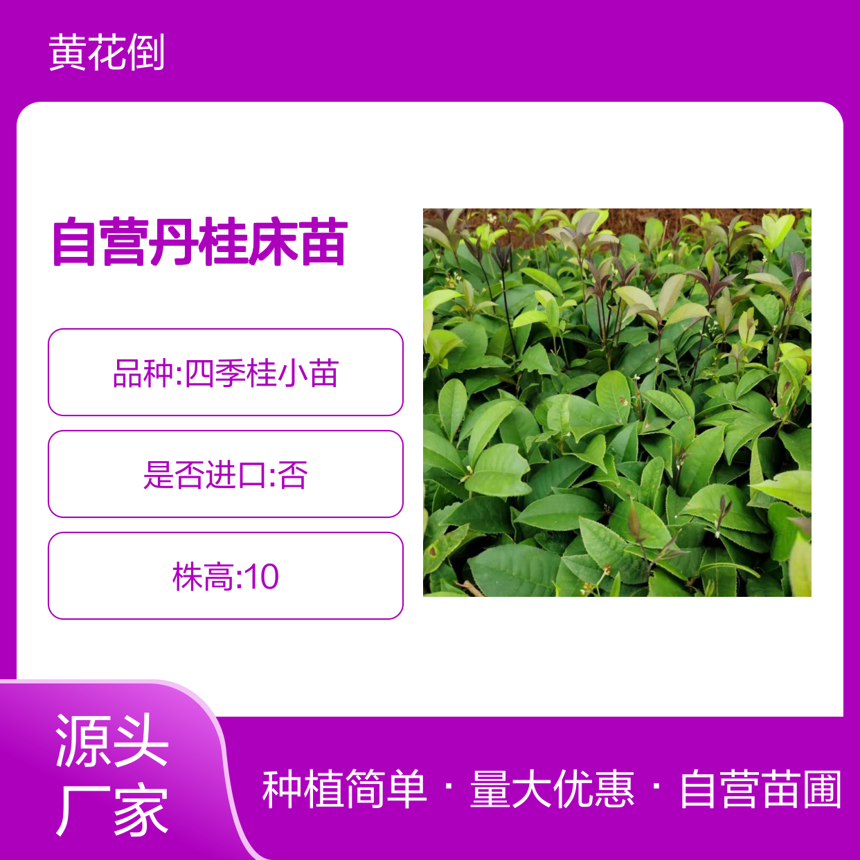 苗木合作社自营丹桂床苗 种植成本低可控 荒山农田均可种植