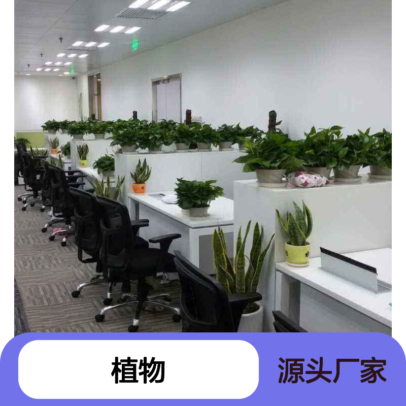 南韵竹风绿植租摆，专业养护省心省力 品种多样