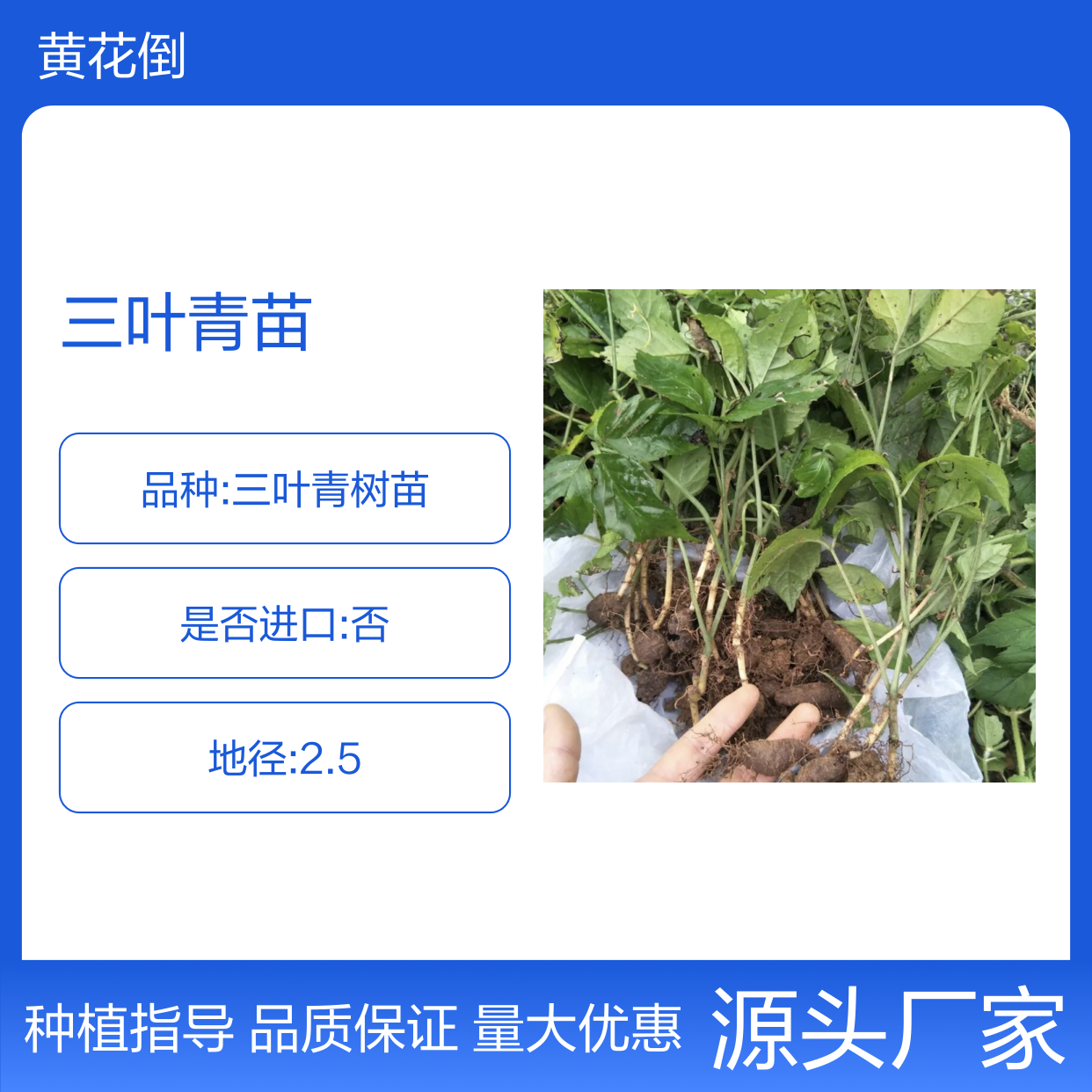 三叶青苗 主产区直供 扦插繁殖易成活 松软肥沃