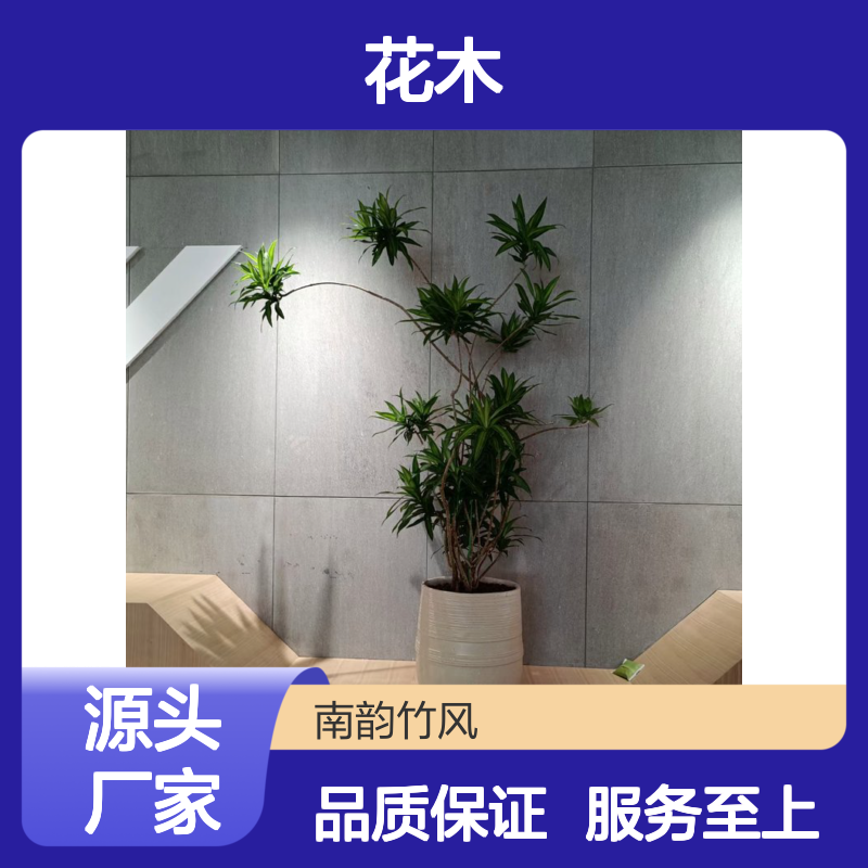 南韵竹风花木出租 承接绿化工程 品种多样 成活率高