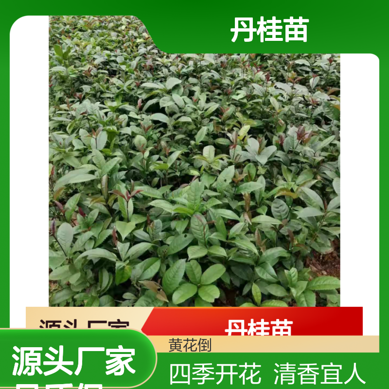 丹桂苗四季开花常绿乔木 清香宜人 适应性强 易于养护