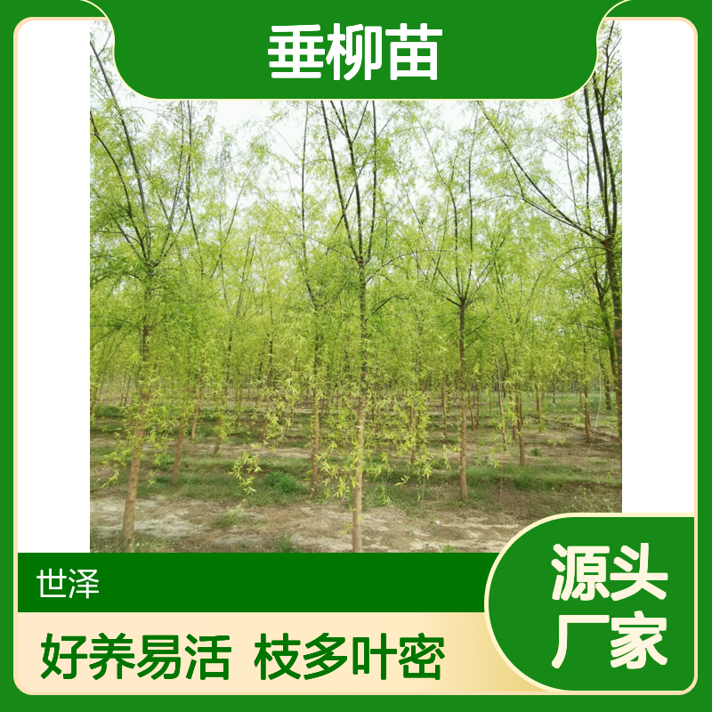 常年供应 垂柳苗 2/3/4公分 好养易活 精心种植 枝多叶密