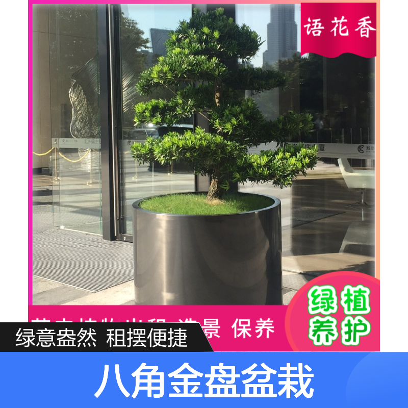 铜钱草八角金盘盆栽组合 绿植租赁 长期短期灵活租摆