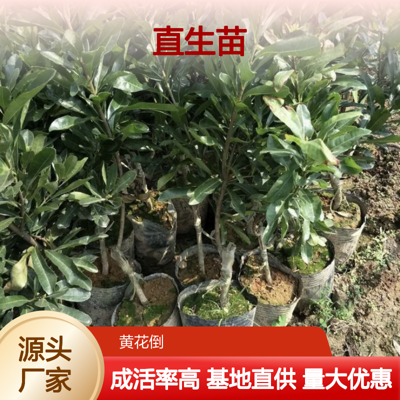 基地批发乌梅直生苗 多年生根系发达 成活高规格齐全