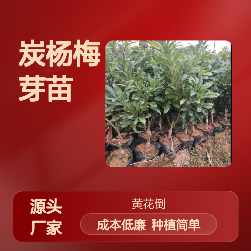 产地直供黑炭杨梅芽苗 种植成本低可控 荒山农田均可种植